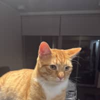 Photo of Whiskey And Simba