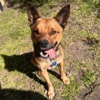 Photo of Scooter