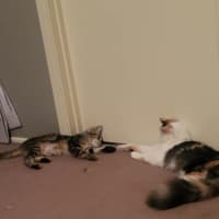 Photo of Moana Meet Me @Petstock Carrum Downs Store 