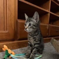 Photo of Cleo