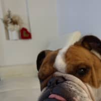 Photo of Boris