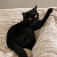 Photo of Shrimply Pibbles