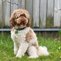 Photo of Bruno