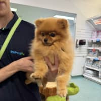 Photo of Astro