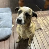 Photo of Stella   Assisted Rehome 💫