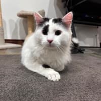 Photo of Panda