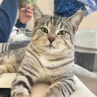 Photo of Benji   Assisted Rehoming