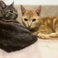 Photo of Gigi   Located In Frankston