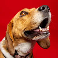 Photo of Hart   4 Year Old Beagle