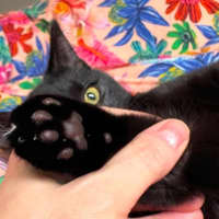Photo of Anima 