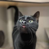 Photo of Soot