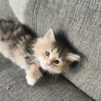 Photo of Maple