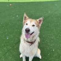 Photo of Meeka Imp 204