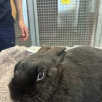 Photo of Moppsy