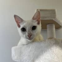 Photo of Marshmallow