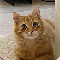 Photo of Violet