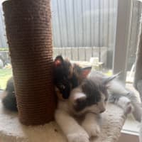 Photo of Mork And Mindy