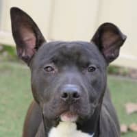 Photo of Nitro