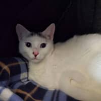 Photo of Snowball