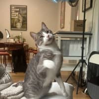 Photo of Mischa