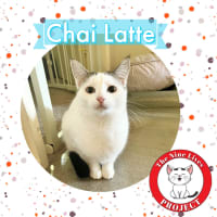 Photo of Chai Latte *9 Lives Project Rescue*