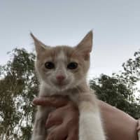 Photo of Kookaburra Aka Taittanger 