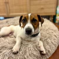 Photo of Pickles