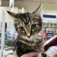 Photo of Fred *9 Lives Project Rescue*