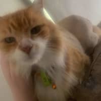 Photo of Chicken Wing