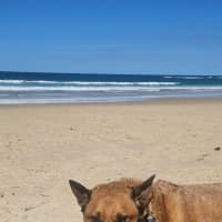 Photo of Rus   5 Year Old Cattle Dog