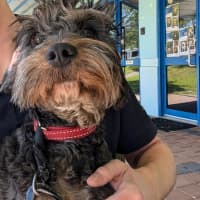 Photo of Oreo