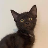 Photo of Delilah 