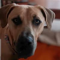 Photo of Harley