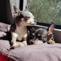 Photo of Rocky And Hugo