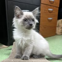 Photo of Biscuit