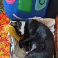 Photo of Limi