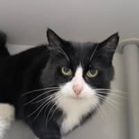 Photo of 🐧 Oscar 7113 🐧