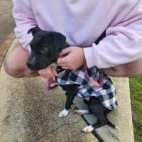 Photo of Sambi   3 Year Old Staffy