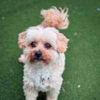 Photo of Peanut Butter