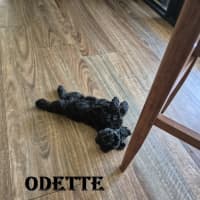 Photo of Odette