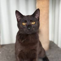 Photo of Flint