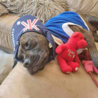 Photo of Ziggy