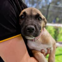 Photo of Nova