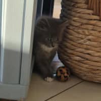 Photo of Roxy