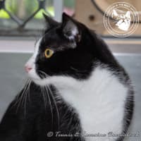 Photo of Leo And Lacy   Bonded Pair