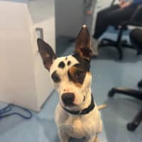 Photo of Demo   2 Year Old Staffy X