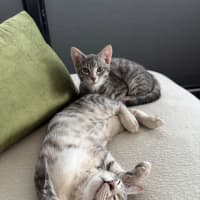 Photo of Banana Bread