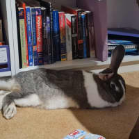 Photo of Cutiepies Lola & Thumper