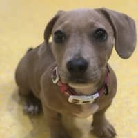 Photo of Ruby