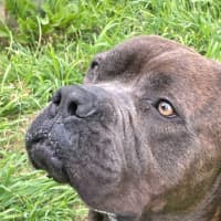 Photo of Bruno